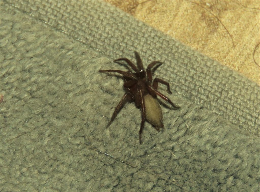 Gnaphosidae ?  S, Gnaphosidae sp. - Torino